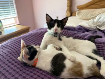 Dasiy -  Calico Cat for Adoption in Tracy, California - Dasiy | PetCurious