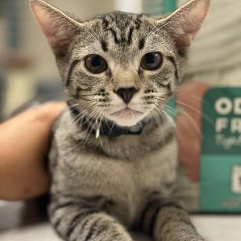Weller -  American Shorthair Cat for Adoption in Hillsborough, North Carolina - Weller | PetCurious