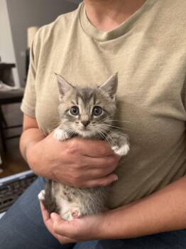 Domestic Short Hair Cats Available for Adoption in Camden, South Carolina - KaKa (Available For Pre-adoption) | PetCurious