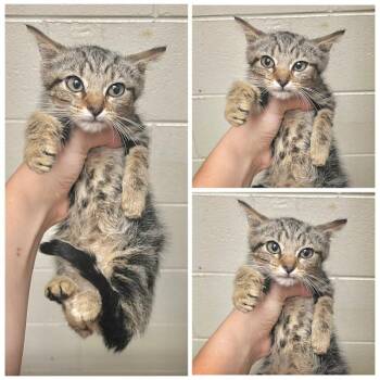 Sugar -  Domestic Short Hair Cat for Adoption in New York, New York - Sugar | PetCurious