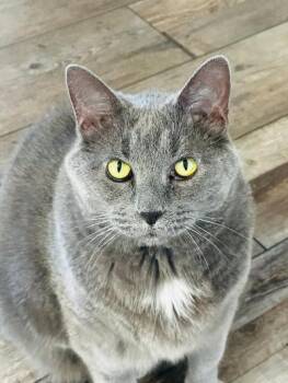 DJ -  Domestic Short Hair Cat for Adoption in Mokena, Illinois - DJ | PetCurious