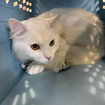Slugger -  Domestic Long Hair Cat for Adoption in Spokane, Washington - Slugger | PetCurious