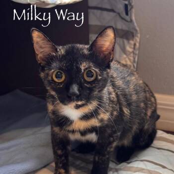 Milky Way -  Domestic Short Hair Cat for Adoption in Titusville, Florida - Milky Way | PetCurious
