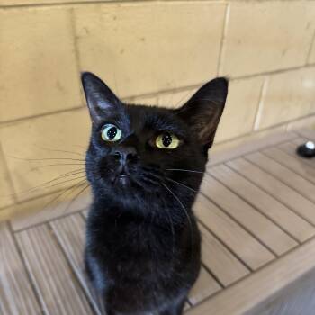 Salem Binx -  American Shorthair Cat for Adoption in Ocala, Florida - Salem Binx | PetCurious