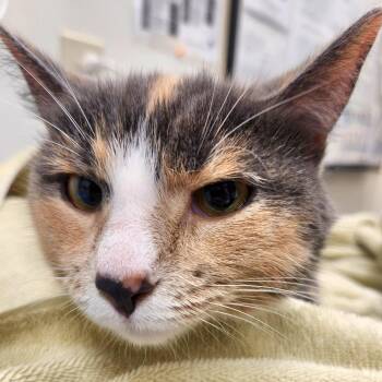 Sweet Pea -  Domestic Short Hair Cat for Adoption in Oshkosh, Wisconsin - Sweet Pea | PetCurious