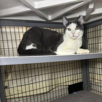 Dre -  Domestic Short Hair Cat for Adoption - Dre | PetCurious