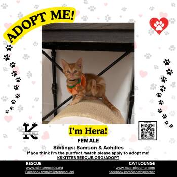 Hera -  Domestic Short Hair Cat for Adoption in OSBORNVILLE, New Jersey - Hera | PetCurious