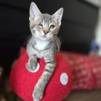 Donald -  Domestic Short Hair Cat for Adoption in Phoenixville, Pennsylvania - Donald | PetCurious