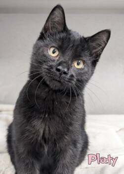 Platy -  Domestic Short Hair Cat for Adoption in Mason, Michigan - Platy | PetCurious