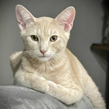 Hershey -  Domestic Short Hair Cat for Adoption in Liverpool, Texas - Hershey | PetCurious