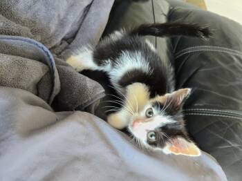 Justice -  Domestic Short Hair Cat for Adoption in Philadelphia, Pennsylvania - Justice | PetCurious