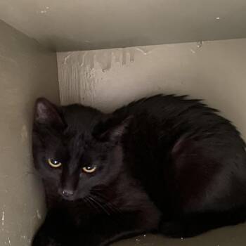 Marble -  Domestic Short Hair Cat for Adoption in Poplar Bluff, Missouri - Marble | PetCurious