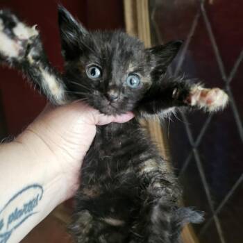 Cricket -  Domestic Short Hair Cat for Adoption in Waco, Texas - Cricket | PetCurious