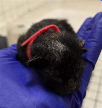 Rescue Domestic Short Hair Cats for Adoption in Dallas, Texas - VALTO | PetCurious