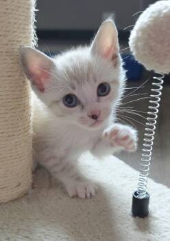 Siamese and Domestic Short Hair Cats Available for Adoption in Campbell, California - Romeo | PetCurious