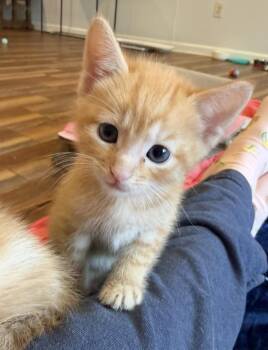 Tabby Cats Available for Adoption in Blanch, North Carolina - Artie (bonded With Orion - Artemis Family) | PetCurious