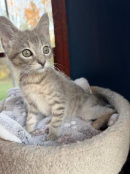 Simon -  Domestic Short Hair Cat for Adoption - Simon | PetCurious