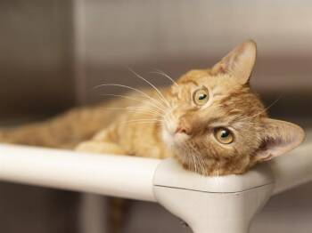 Domestic Short Hair Cats Available for Adoption in Phoenix, Arizona - MARBLES | PetCurious
