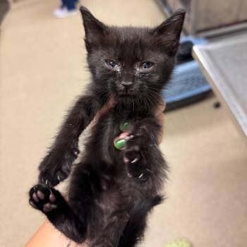 Crab -  Domestic Short Hair Cat for Adoption in Bristol, Indiana - Crab | PetCurious