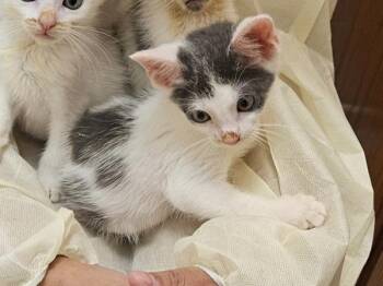 7 Train -  Domestic Short Hair Cat for Adoption - 7 Train | PetCurious