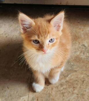 Ducky -  Domestic Short Hair Cat for Adoption in Candler, North Carolina - Ducky | PetCurious