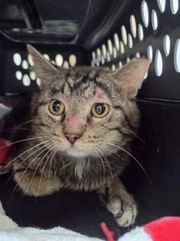 Pyrite -  Domestic Short Hair Cat for Adoption in Westland, Michigan - Pyrite | PetCurious