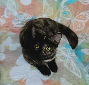 MJ -  Domestic Short Hair Cat for Adoption in Quincy, Ohio - MJ | PetCurious