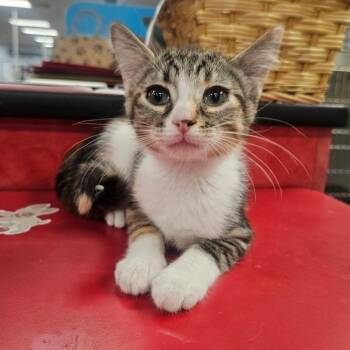 Meow shu -  Domestic Short Hair Cat for Adoption in Grantsville, Utah - Meow Shu | PetCurious