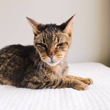 Rescue Tabby Cats for Adoption in Wayne, New Jersey - Chase | PetCurious