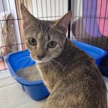 Domestic Short Hair Cats Available for Adoption - Lucky | PetCurious