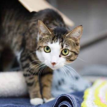 Domestic Short Hair Cats Available for Adoption - Azula | PetCurious