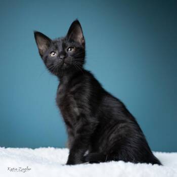 Butterfly -  Domestic Short Hair Cat for Adoption in Brownsboro, Alabama - Butterfly | PetCurious