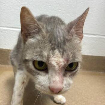 Domestic Short Hair Cats Available for Adoption - Eliza | PetCurious