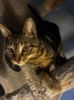 Domestic Short Hair Cats Available for Adoption in Miami, Oklahoma - Simba | PetCurious