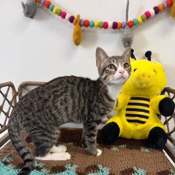 Chantal -  Domestic Short Hair Cat for Adoption in Houston, Texas - Chantal | PetCurious