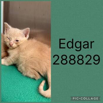 EDGAR -  Domestic Short Hair Cat for Adoption in Macon, Georgia - EDGAR | PetCurious