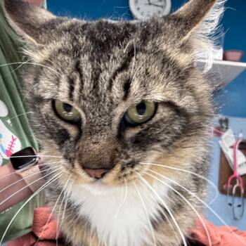 Domestic Long Hair Cats Available for Adoption in Vineland, New Jersey - Indiana | PetCurious