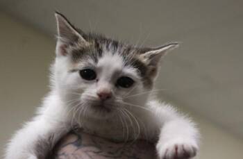 Domestic Short Hair Cats Available for Adoption - Sx Bellah | PetCurious