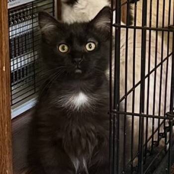 Rescue Domestic Long Hair Cats for Adoption in Estacada, Oregon - Mr. Mousse | PetCurious