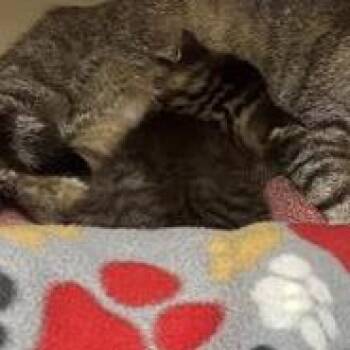 Salt -  Domestic Short Hair Cat for Adoption in Tempe, Arizona - Salt | PetCurious