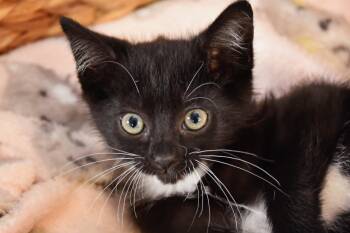 Clementine -  Domestic Short Hair Cat for Adoption in Georgetown, Ohio - Clementine | PetCurious