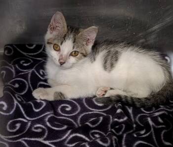 Basilisk (Photos August & September 2026) -  Domestic Short Hair and Tabby Cat for Adoption in Marietta, Ohio - Basilisk (Photos August & September 2026) | PetCurious