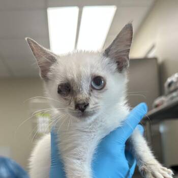 Gilly -  Domestic Short Hair Cat for Adoption in San Antonio, Texas - Gilly | PetCurious
