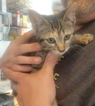 Rescue Domestic Short Hair Cats for Adoption in Ogden, Utah - Brie | PetCurious