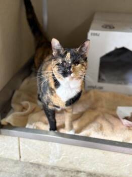 Domestic Short Hair Cats Available for Adoption - Naia | PetCurious