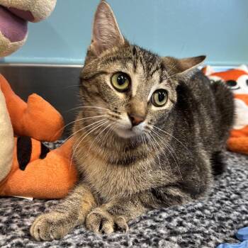 Domestic Short Hair Cats Available for Adoption in Mount Vernon, Indiana - Ivy | PetCurious