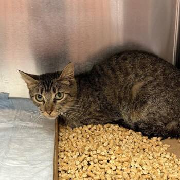 Rhiannon -  Domestic Short Hair Cat for Adoption in Westminster, California - Rhiannon | PetCurious