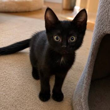 Skyler -  Domestic Short Hair Cat for Adoption in Fort Lauderdale, Florida - Skyler | PetCurious