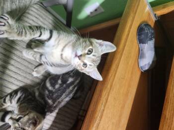 Zero -  Domestic Short Hair Cat for Adoption in Diamond Springs, California - Zero | PetCurious