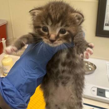 Domestic Short Hair Cats Available for Adoption in Lynchburg, Virginia - Cinnamon | PetCurious